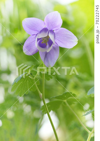 ミヤマオダマキ　山野草　青紫色の花 70222745