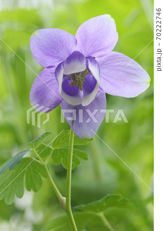 ミヤマオダマキ 山野草 青紫色の花の写真素材