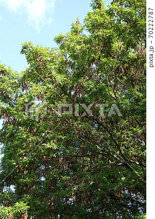 シナサワグルミ 70222787