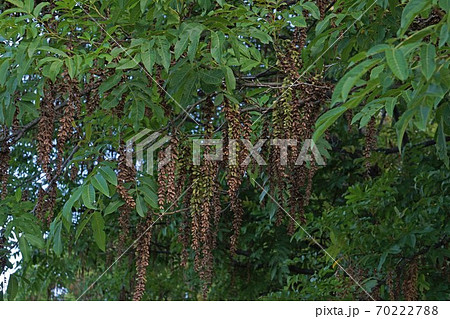 シナサワグルミ 70222788