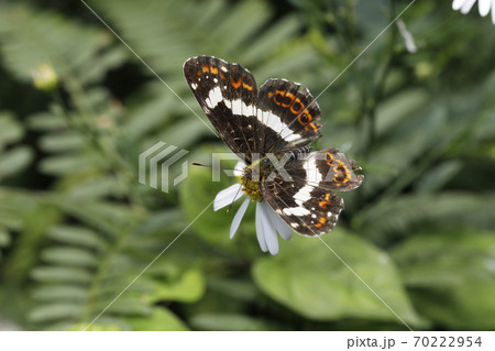 サカハチチョウ 70222954