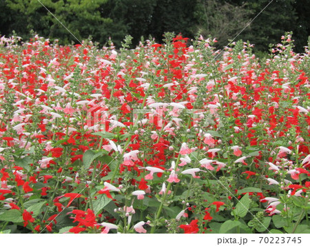 夏から秋に掛けて咲くサルビアの赤と白色の花 夏から秋に掛けて咲くサルビアの赤と白色の花 70223745