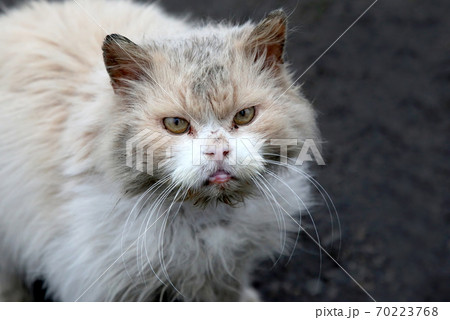 dirty homeless street grumpy cat 70223768