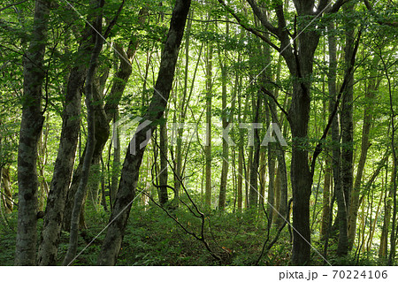 初秋のブナの森・君臨する古木－癒しの森　福島県只見町 70224106
