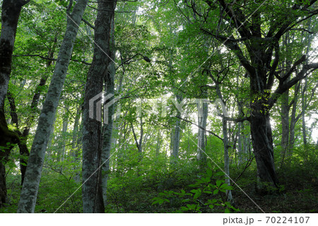初秋のブナの森－癒しの森　福島県只見町 70224107