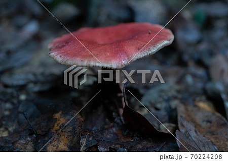 ドクベニタケ 70224208