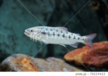 水槽を泳ぐヤマメ 70224422