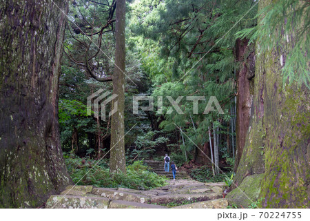 和歌山県　熊野古道　大門坂から夫婦杉を越えて歩いて行く人 70224755