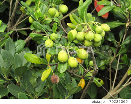 色付き始めたトベラの実 70225066