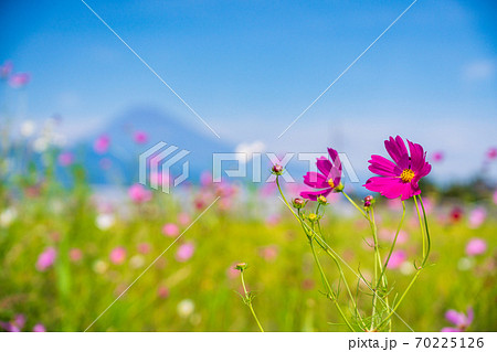 （静岡県）風に吹かれるコスモス、富士山 70225126
