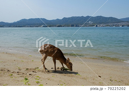 Wild deer on Itsukushima / Miyajima island, Japan. 70225202