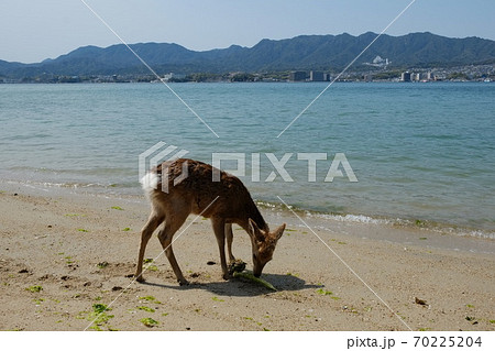 Wild deer on Itsukushima / Miyajima island, Japan. Wild deer on Itsukushima / Miyajima island, Japan. 70225204