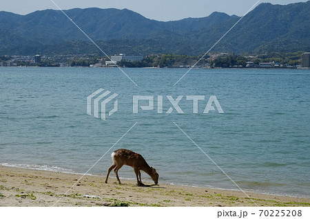 Wild deer on Itsukushima / Miyajima island, Japan. Wild deer on Itsukushima / Miyajima island, Japan. 70225208