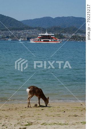 Wild deer on Itsukushima / Miyajima island, Japan. 70225217