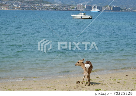 Wild deer on Itsukushima / Miyajima island, Japan. 70225229