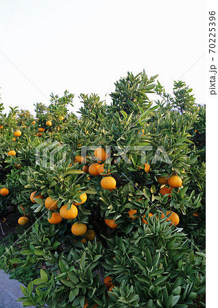 伊予柑畑 70225396