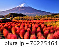 コキヤと富士山 70225464