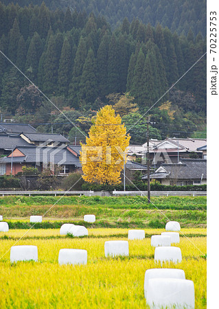 稲刈り後のホールクロップサイレージと一本のイチョウ 稲刈り後のホールクロップサイレージと一本のイチョウ 70225753