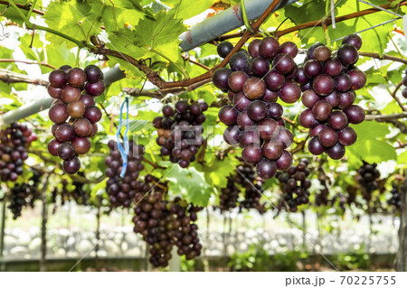 close-up ripe grapes in the vineyard of Miaoli, taiwan. 70225755