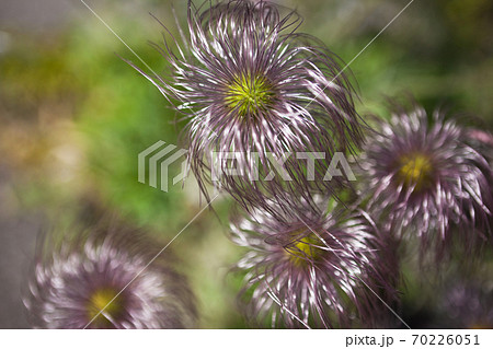 おきなぐさの若い果実	 70226051