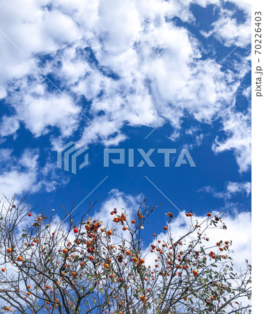 青空と柿の木 70226403
