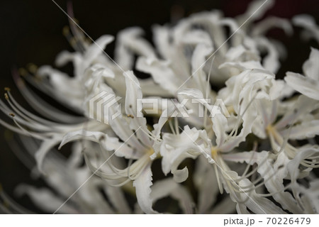 彼岸花　白色 70226479