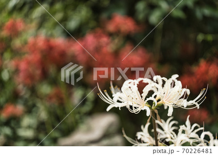 白彼岸花 赤彼岸花 白彼岸花 赤彼岸花 70226481