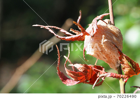 モミジの木に産んだオオカマキリの卵 70226490