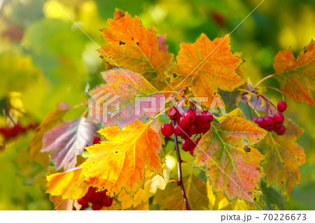 Autumn hawthorn branch with red berries and yellow green leaves on a blury background 70226673