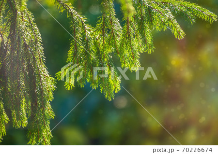 Larch branches in autumn on green and yellow leaves background Larch branches in autumn on green and yellow leaves background 70226674