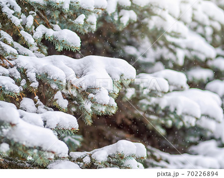 Snow on green spruce branches during snowfall 70226894