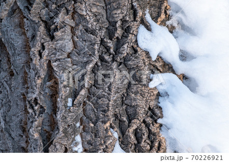 Cork oak tree bark texture with snow. Tree bark texture with snow. Natural background Cork oak tree bark texture with snow. Tree bark texture with snow. Natural background 70226921