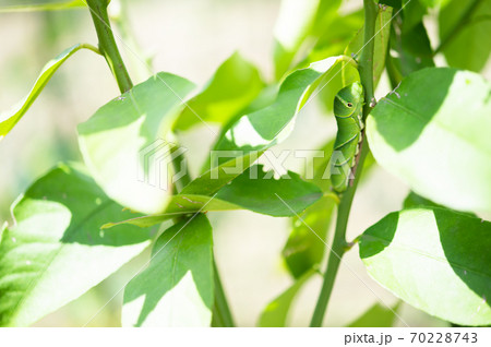 レモンの木に住みついたアゲハチョウの終齢幼虫 70228743