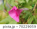 オンブバッタ 70229059