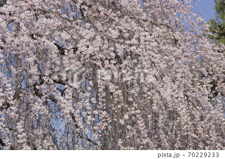 本満寺 枝垂れ糸桜 本満寺 枝垂れ糸桜 70229233