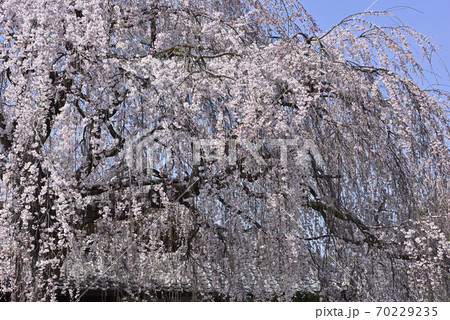 本満寺　枝垂れ糸桜 70229235