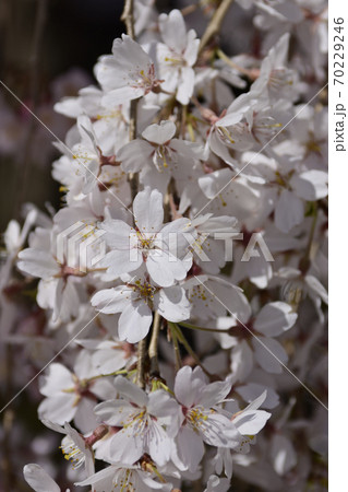 本満寺　枝垂れ糸桜 70229246