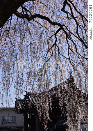 本満寺　枝垂れ糸桜 70229261