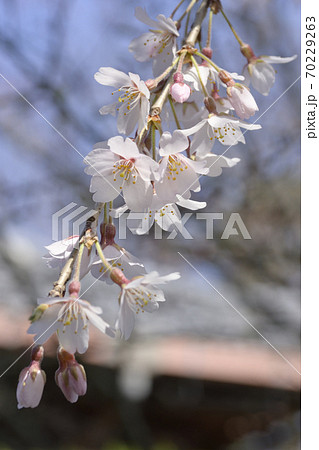 本満寺　枝垂れ糸桜 70229263