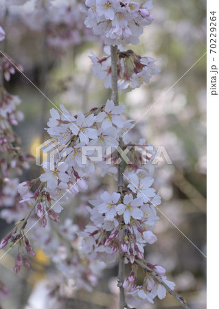 本満寺 枝垂れ糸桜 本満寺 枝垂れ糸桜 70229264