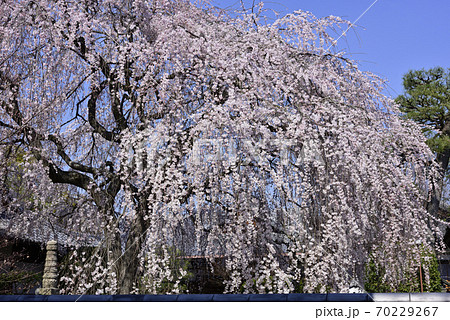 本満寺 枝垂れ糸桜 本満寺 枝垂れ糸桜 70229267