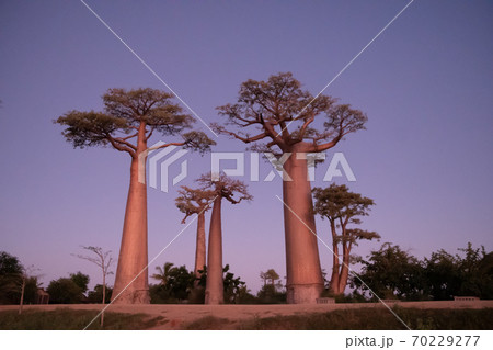 アフリカのマダガスカル島西海岸のモロンダバにあるバオバブの木の風景 アフリカのマダガスカル島西海岸のモロンダバにあるバオバブの木の風景 70229277
