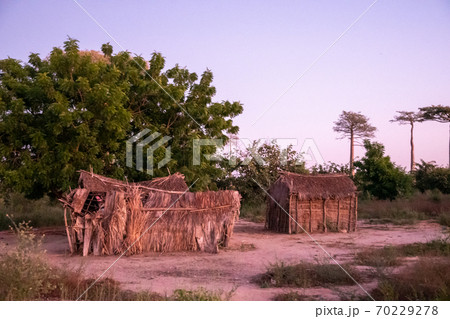 アフリカのマダガスカル島西海岸のモロンダバにあるバオバブの木の風景 70229278