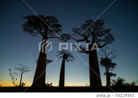 アフリカのマダガスカル島西海岸のモロンダバにあるバオバブの木の風景 70229301