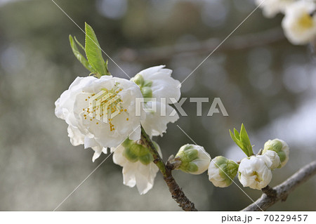 京都御苑 桃園(桃の花) 京都御苑 桃園(桃の花) 70229457