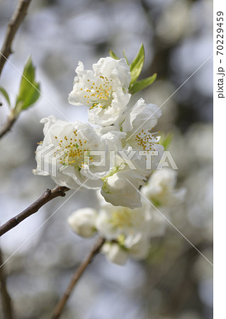 京都御苑 桃園(桃の花) 京都御苑 桃園(桃の花) 70229459