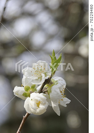 京都御苑 桃園(桃の花) 京都御苑 桃園(桃の花) 70229460
