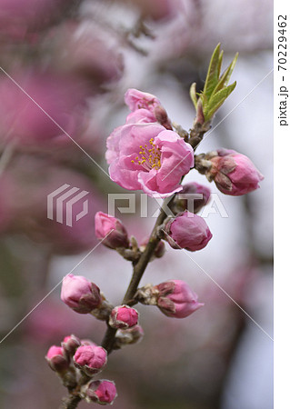 京都御苑 桃園(桃の花) 京都御苑 桃園(桃の花) 70229462