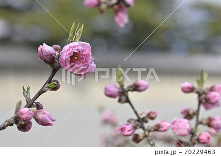 京都御苑　桃園（桃の花） 70229463