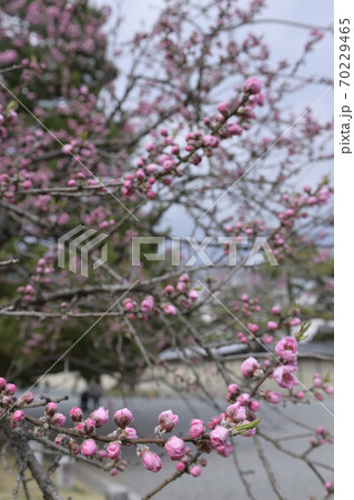 京都御苑 桃園(桃の花) 京都御苑 桃園(桃の花) 70229465